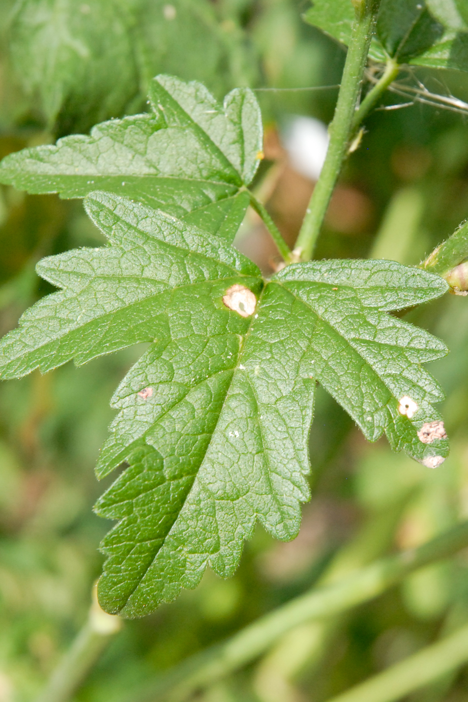 Party Girl Prairie Mallow